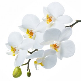 Стол обеденный Танго белый/Орхидея в Искитиме - iskitim.katalogmebeli.com | фото 3